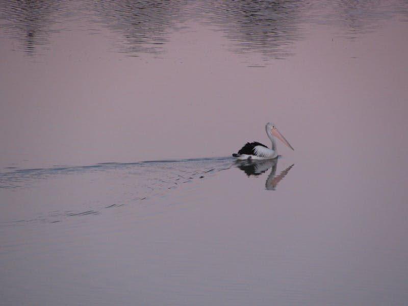 Pelican at Port of Goolwa Wharf, Sunrise - Alexandrina Staff Council Photo