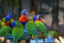 Birds Rainbow Lorikeets Bunch