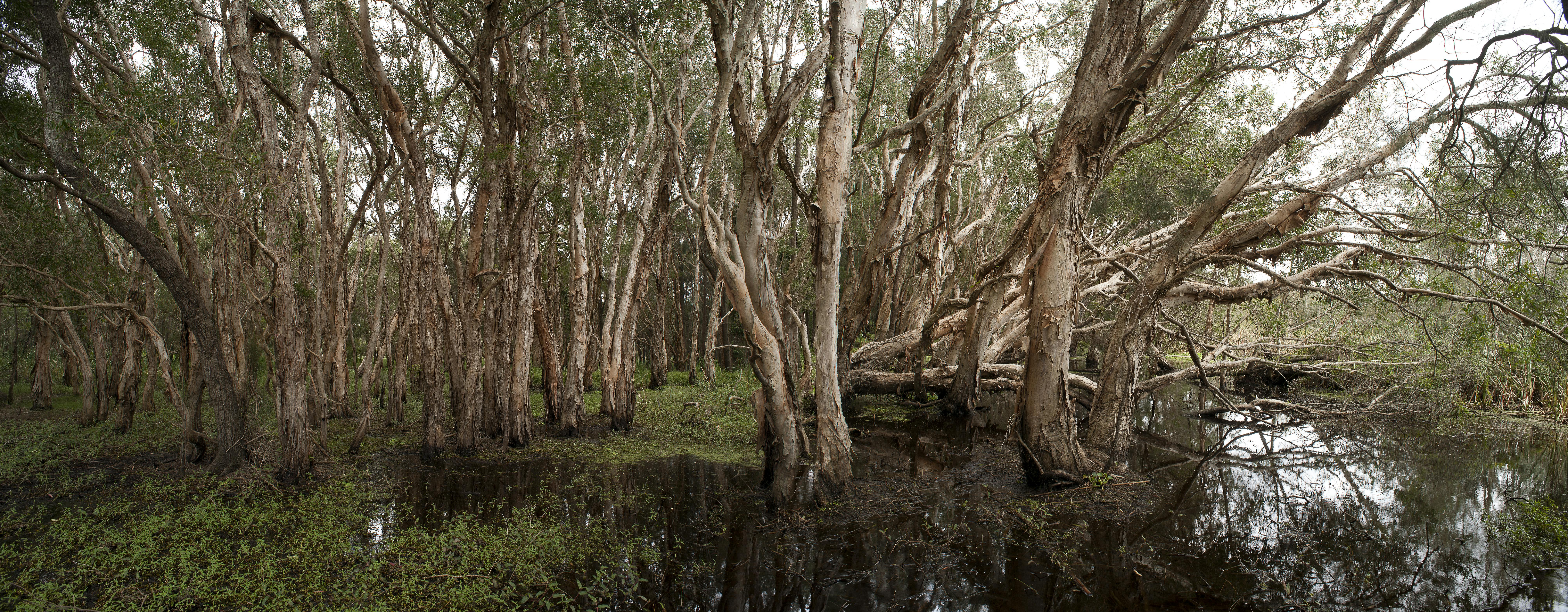 Bayside wetlands paperbark