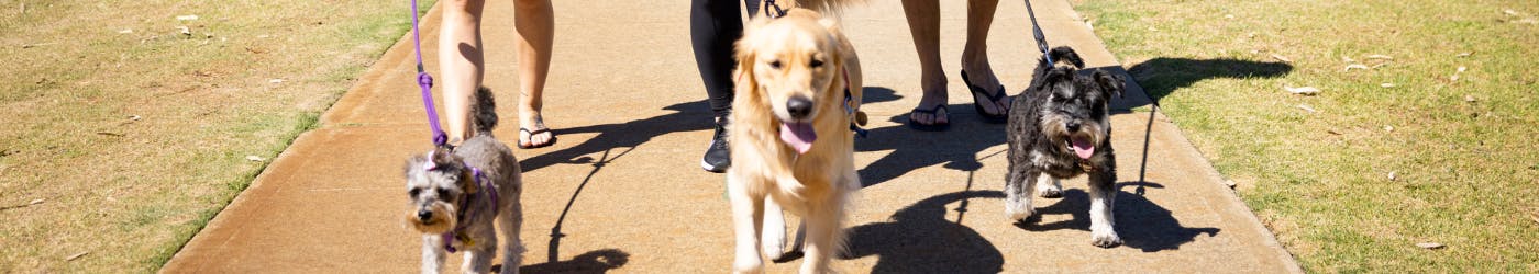 Riverton Park Dog Exercise Area Trial