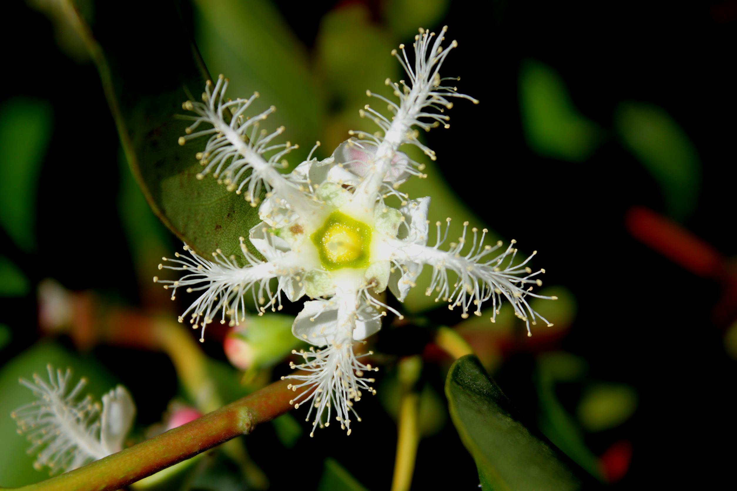 White brush box flower with green leaves blurred in background. 