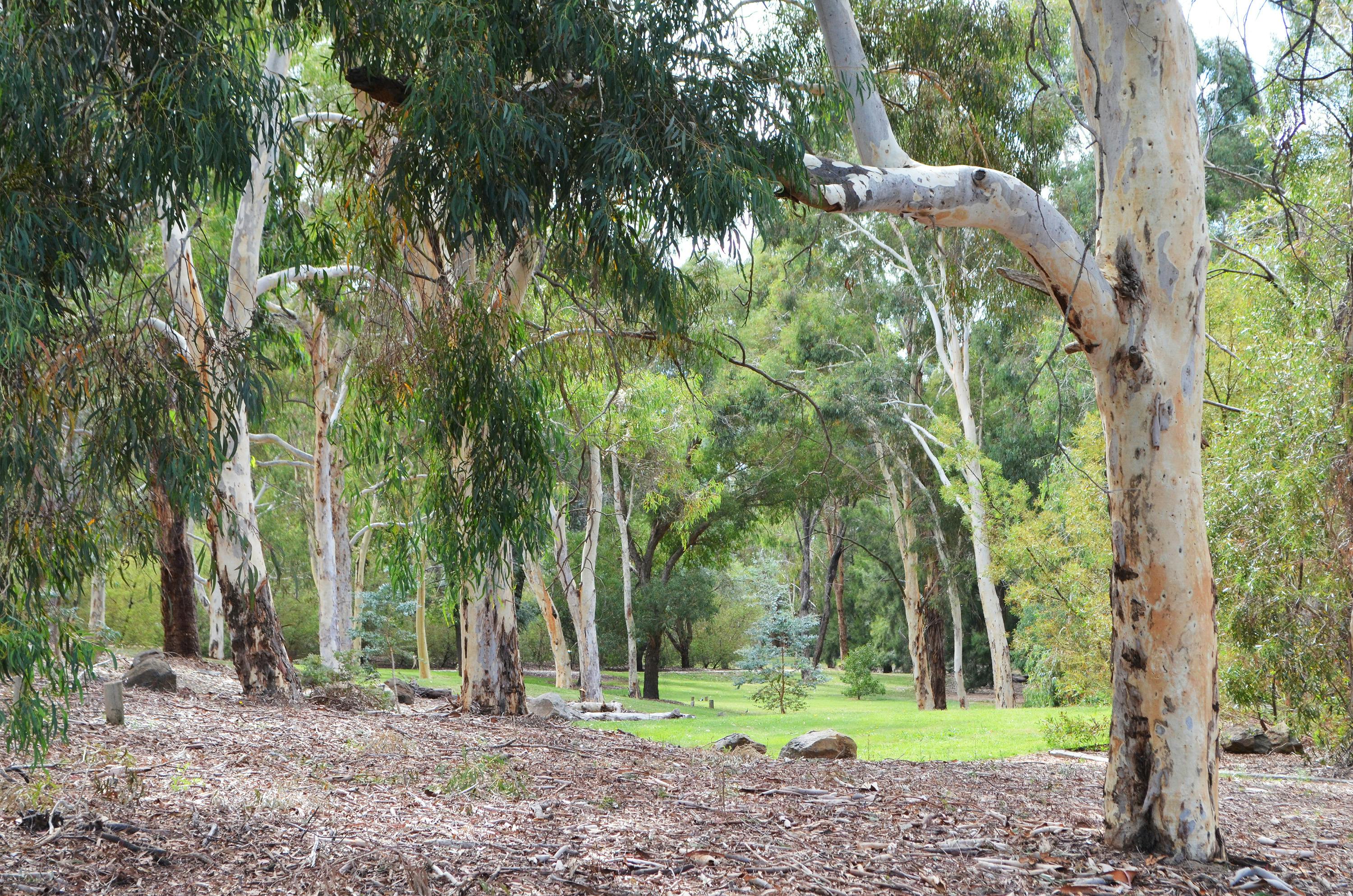 botanic garden eucalypt3.jpg