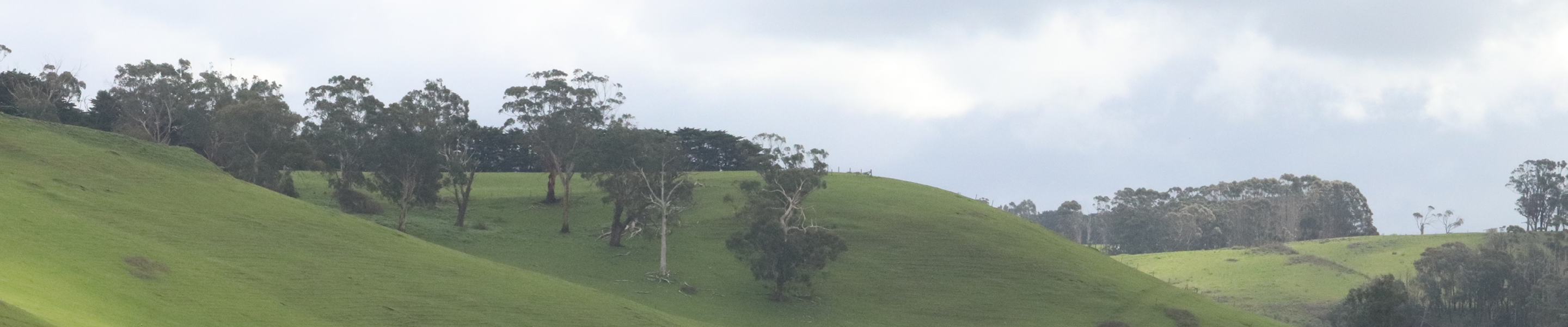 Rolling green hills with scattered trees under a cloudy sky in a rural landscape.