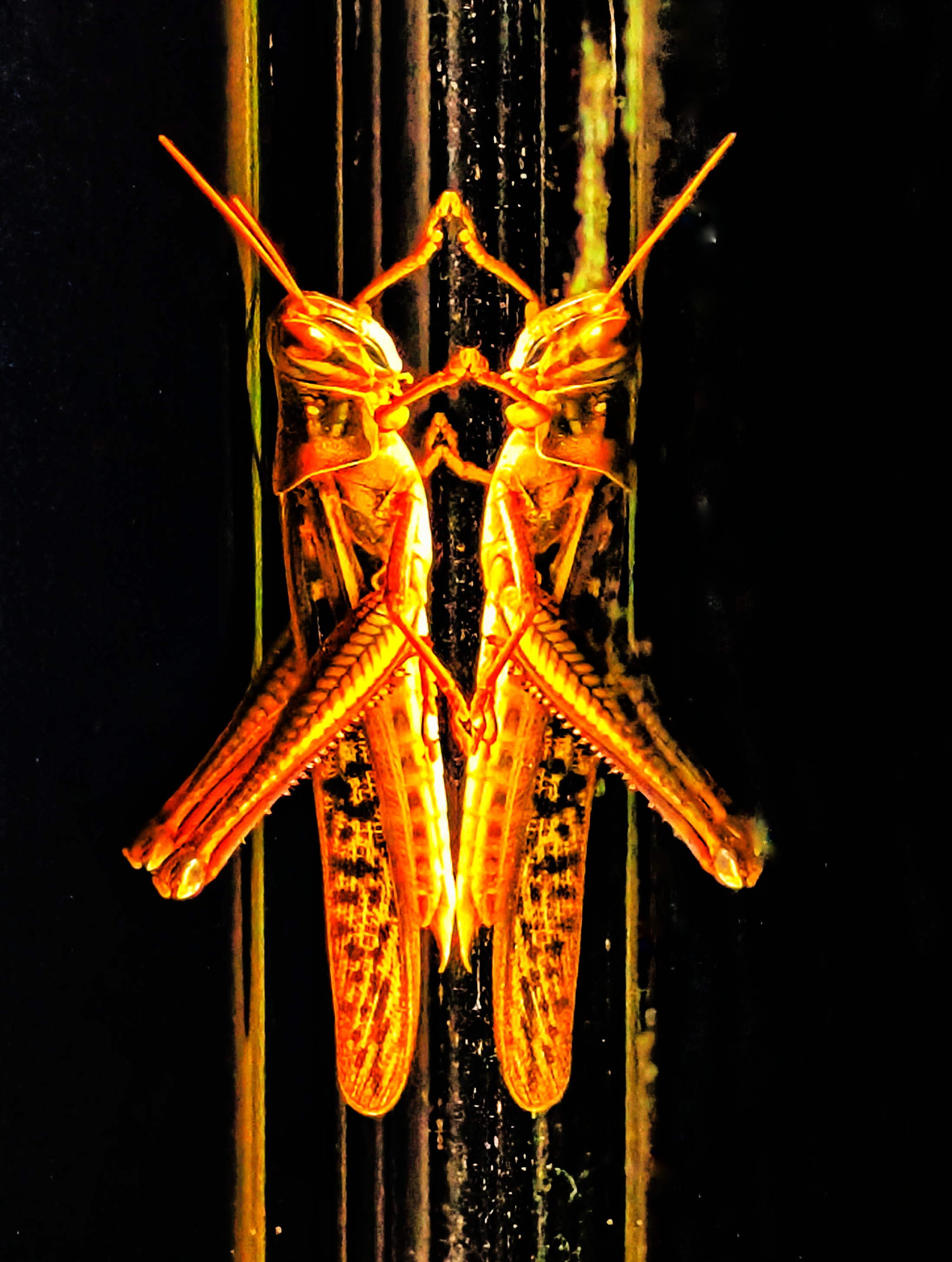 Karen Galea - Double Insect on Black
