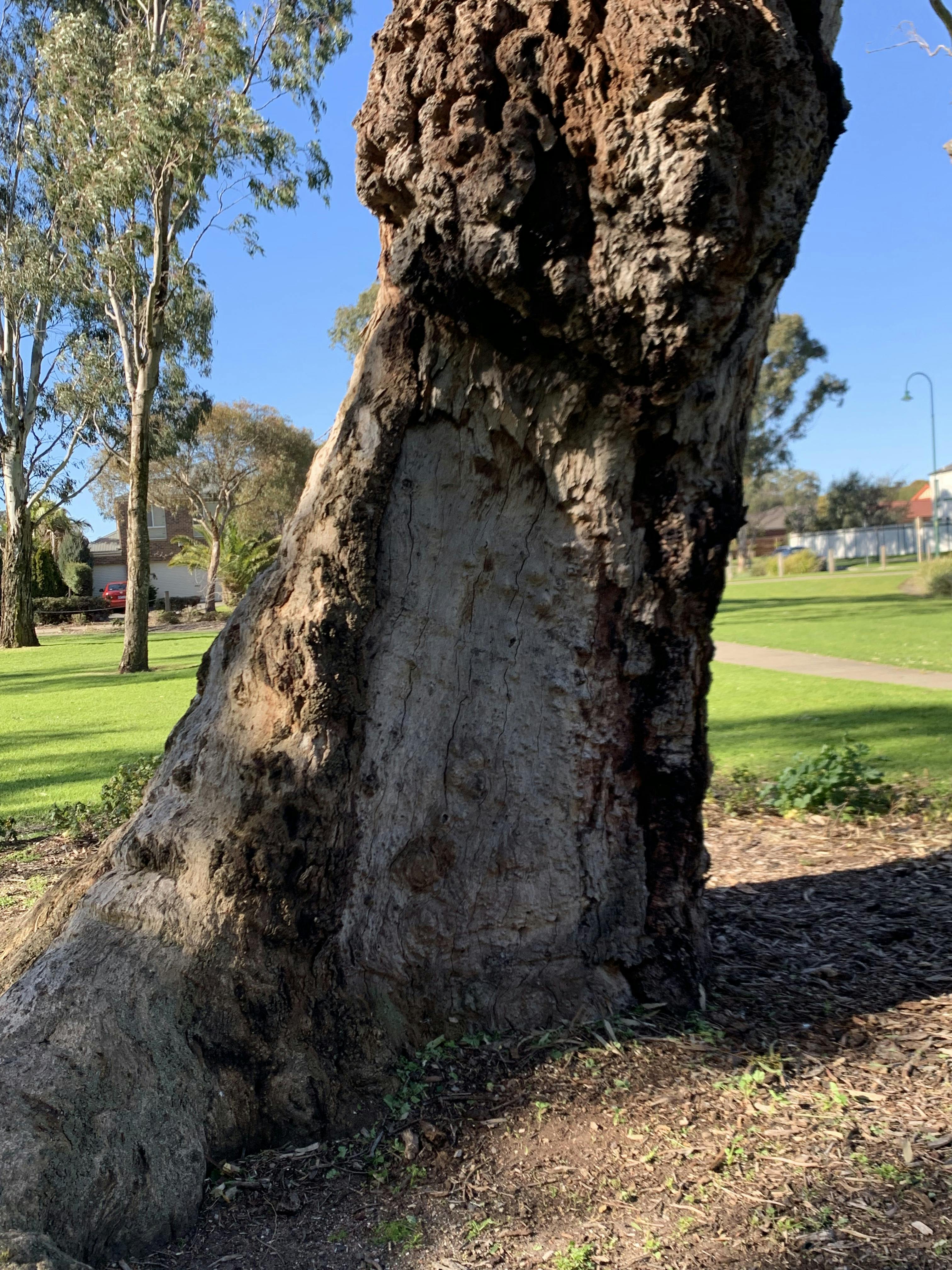 Scar Tree at Banjo Paterson Reserve