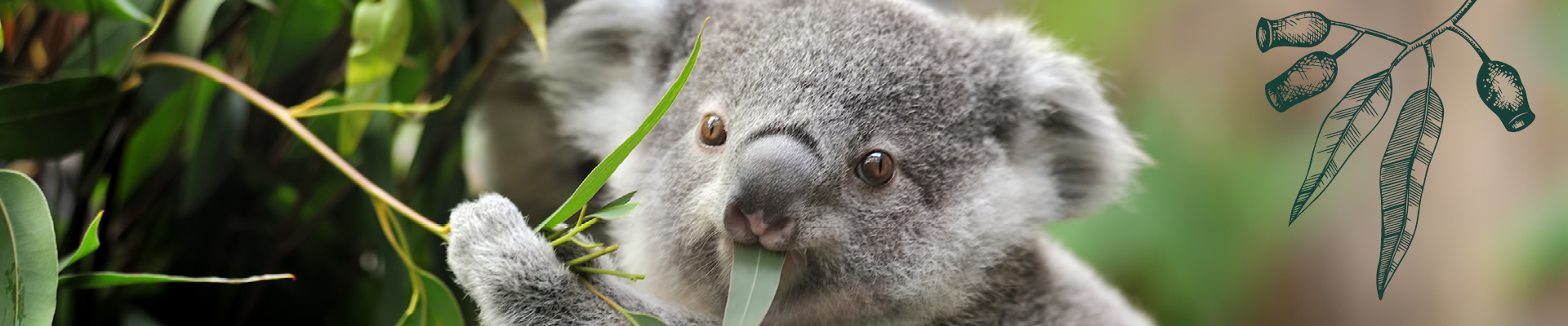 Koala in tree