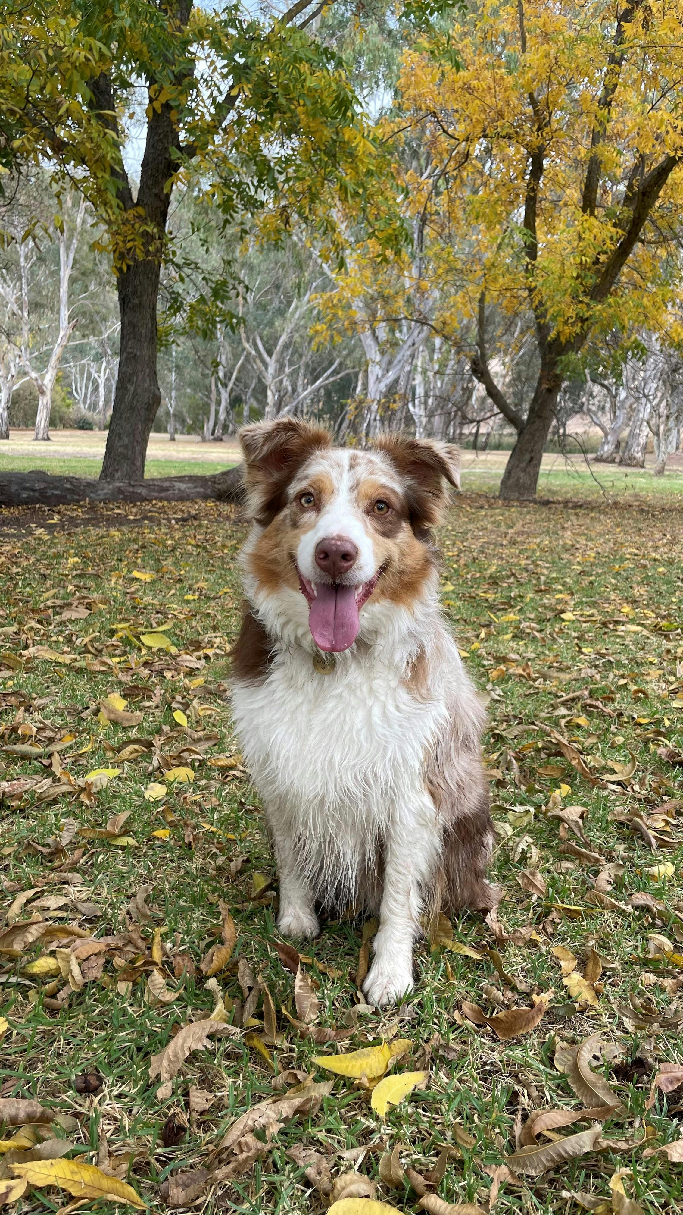 Dog sitting on the grass photo