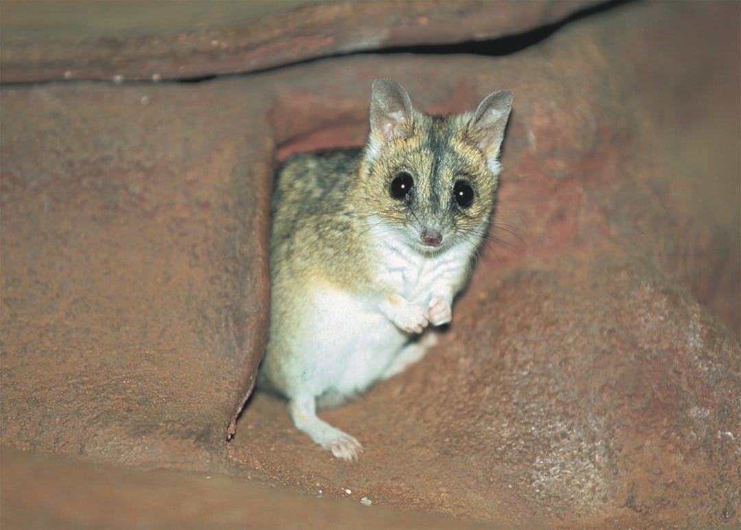 Julia Creek Dunnart