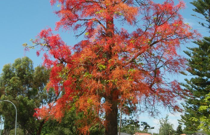 Tree5