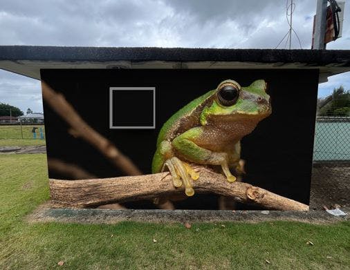 Wallum Sedge Frog - community voted