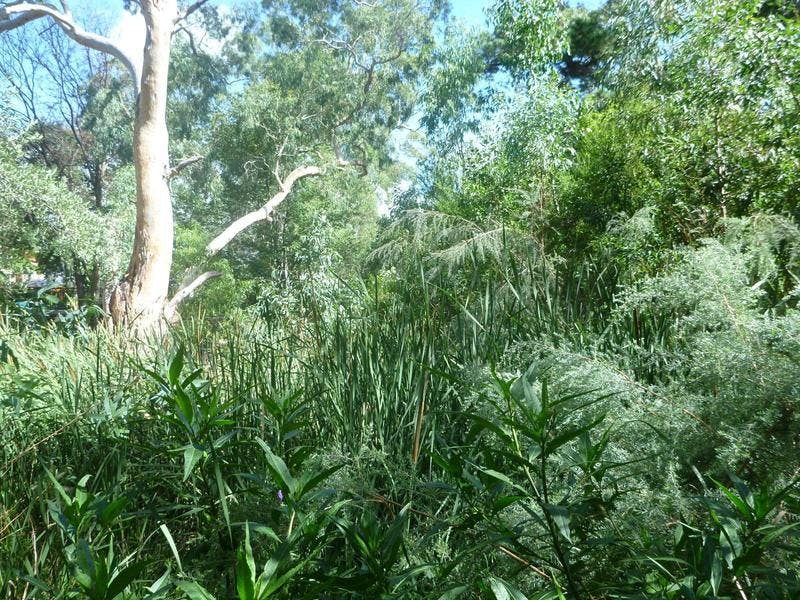 Restored creek line with good diverse plants