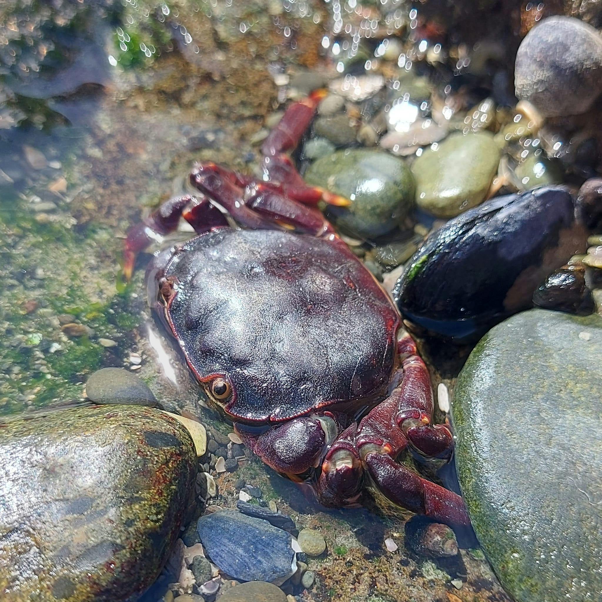 Another common rock crab resident of Waitarakao Washdyke Lagoon