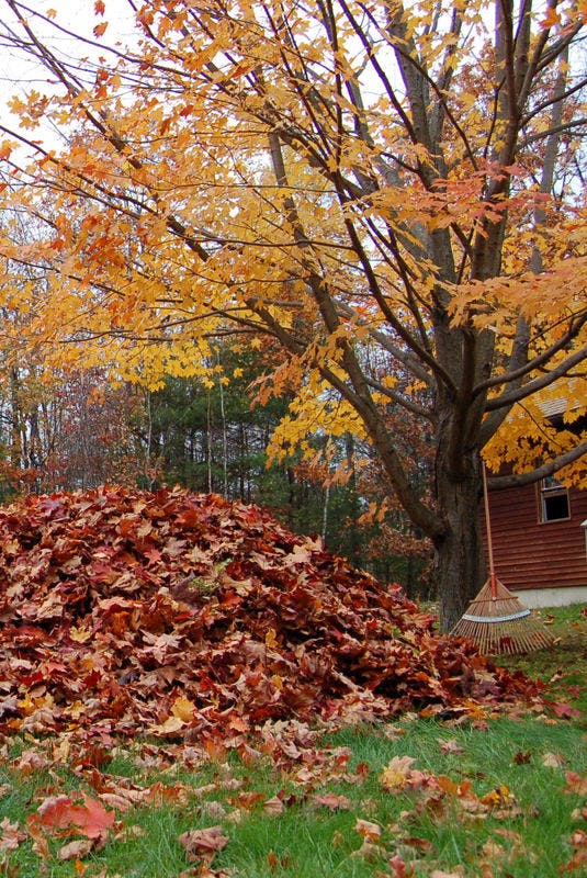 How do you manage piles of autumn leaves?