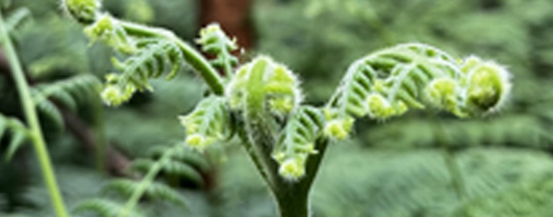 A green tree fern in a green forest