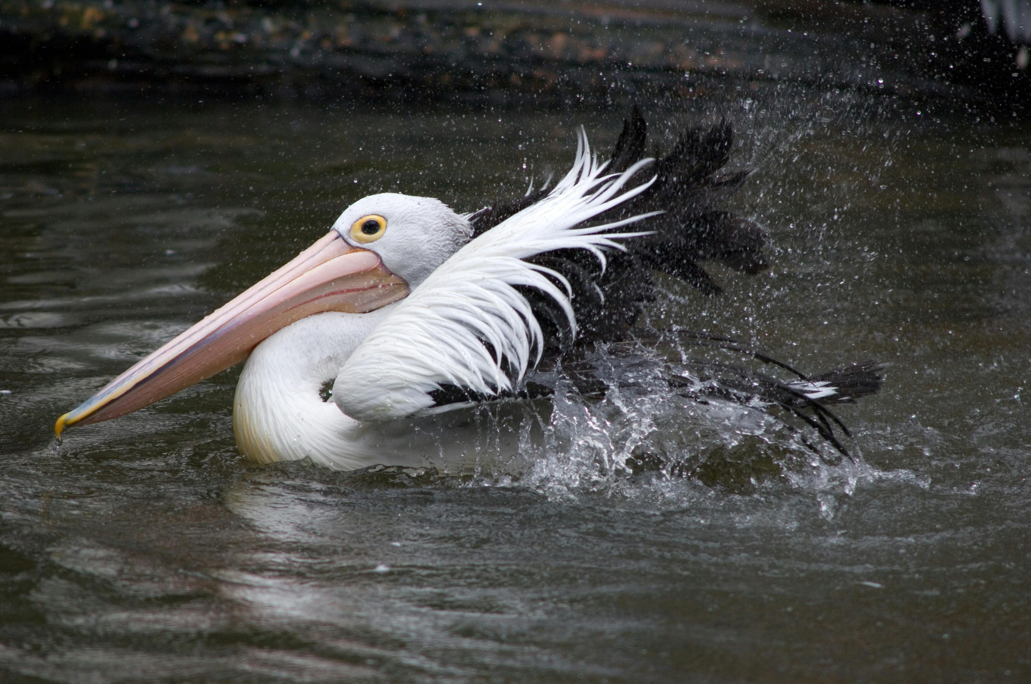 Flamboyant pelican 