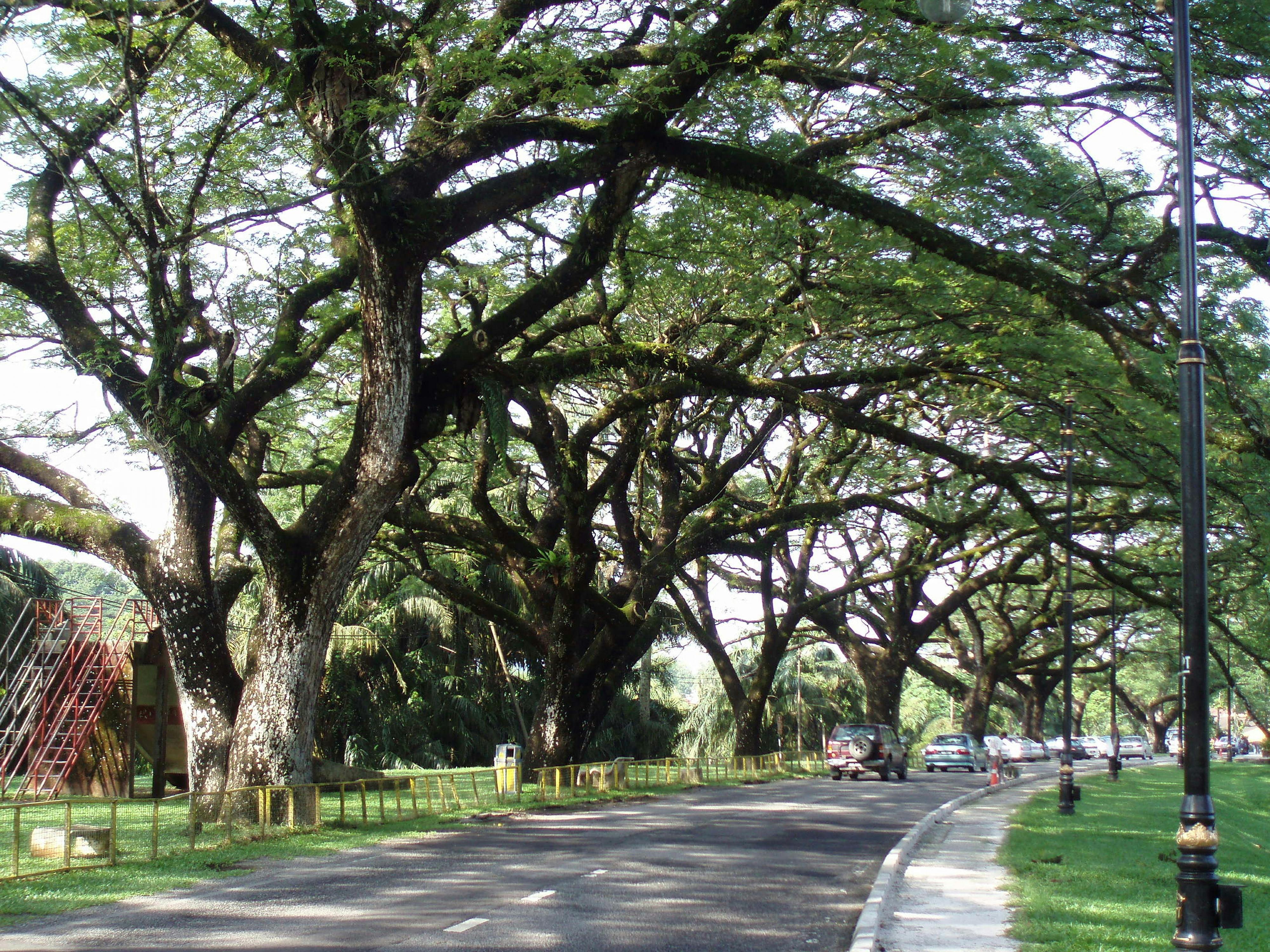 Raintrees along main road