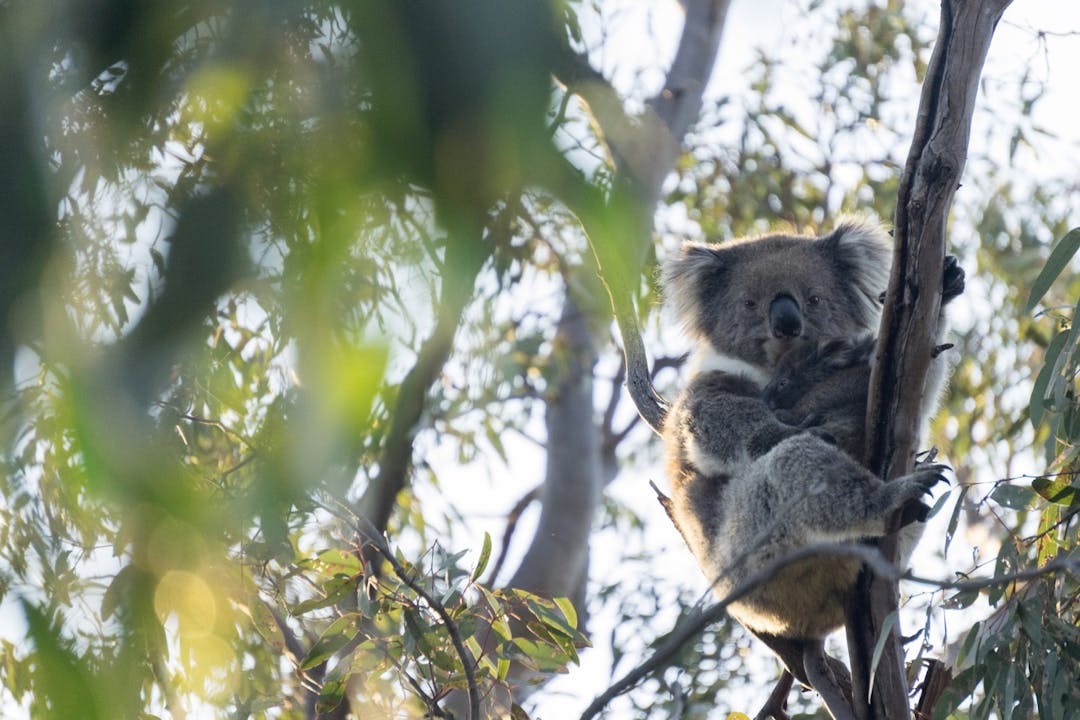 Koala Plates grants program YourSAy
