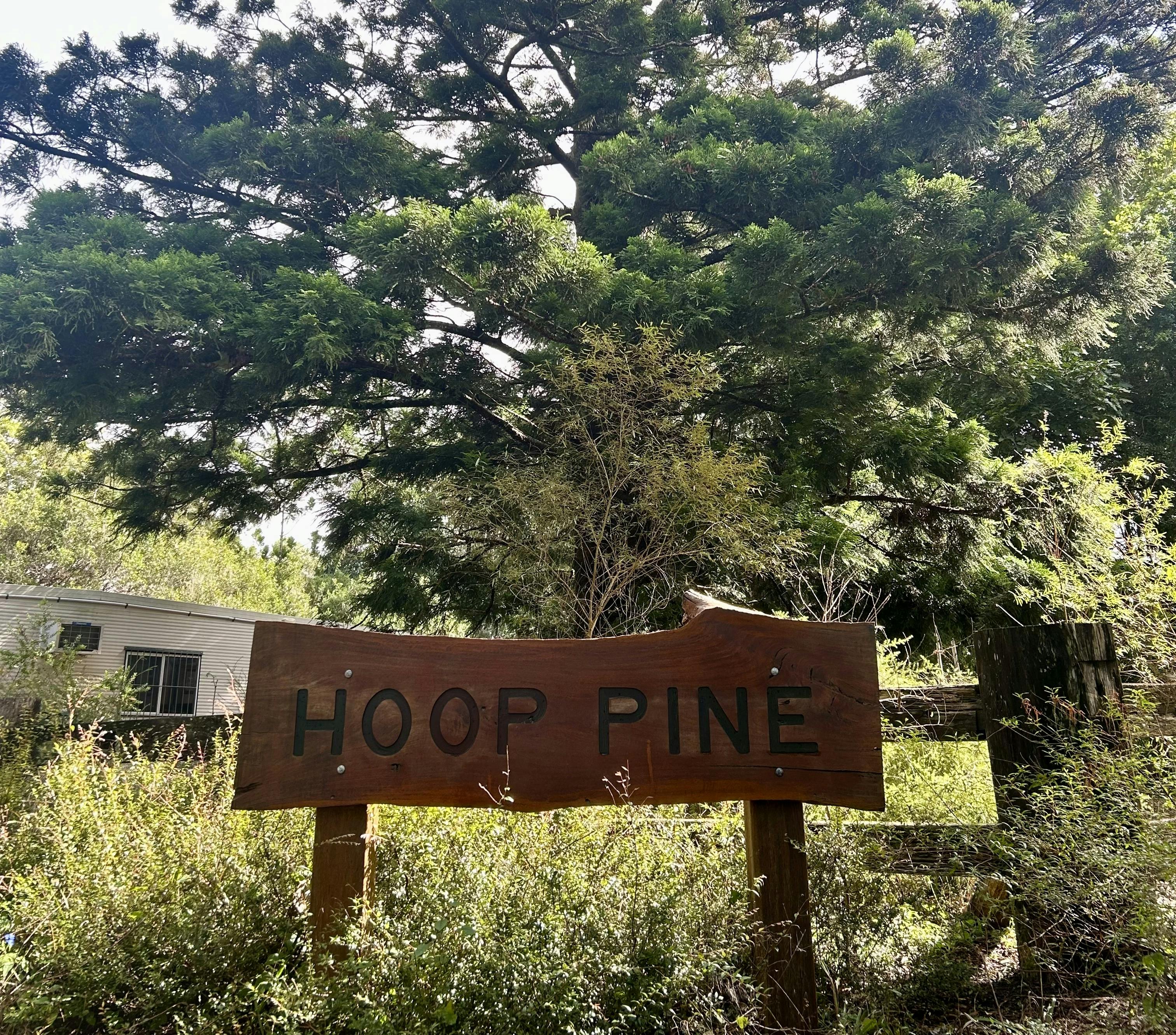 The iconic hoop pine at the highest point at the Botanic Gardens