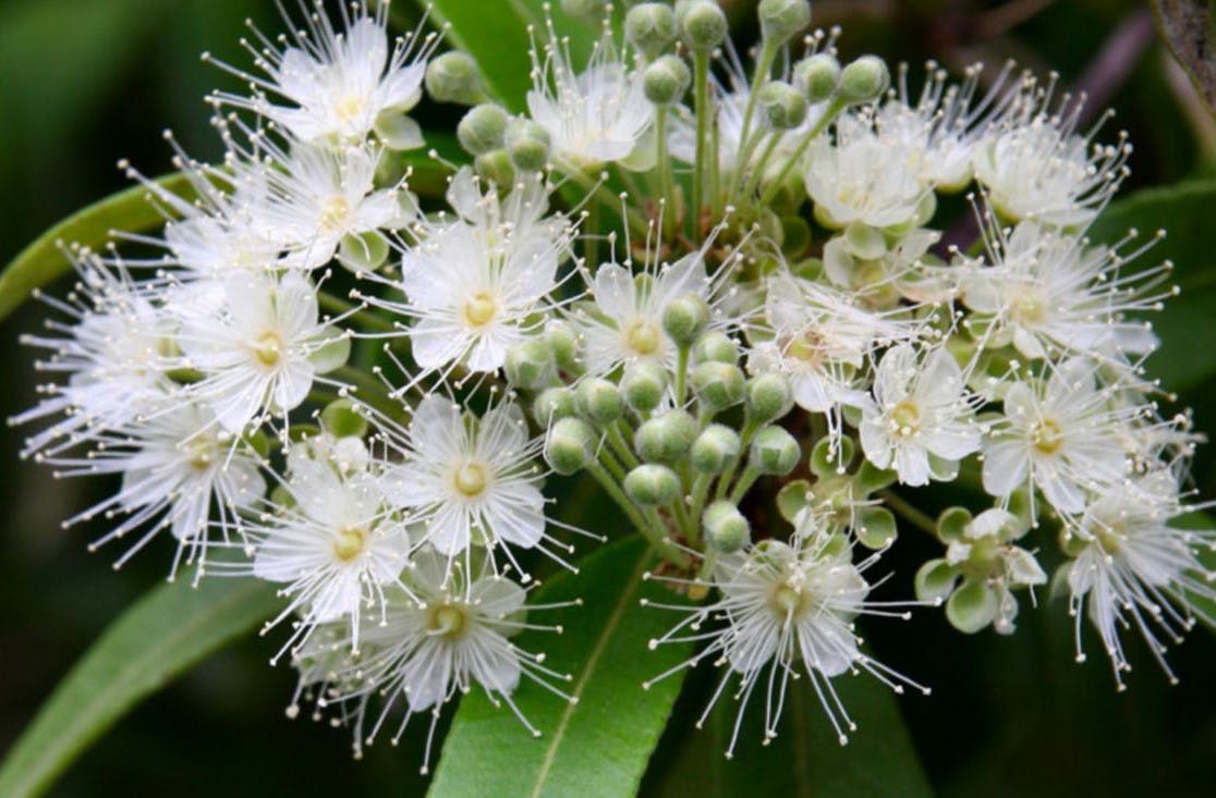 White lemon-scented myrtle flowers with green leaves