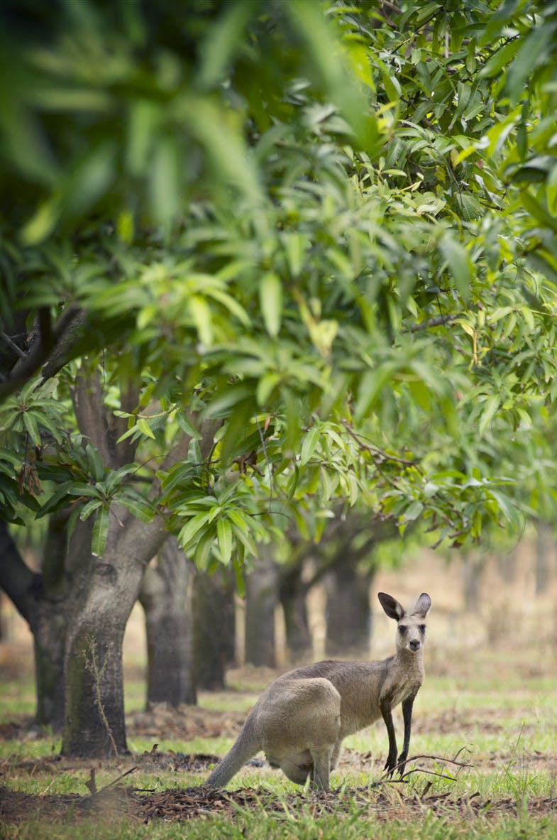 Bowen Mango Trees and Wallabies