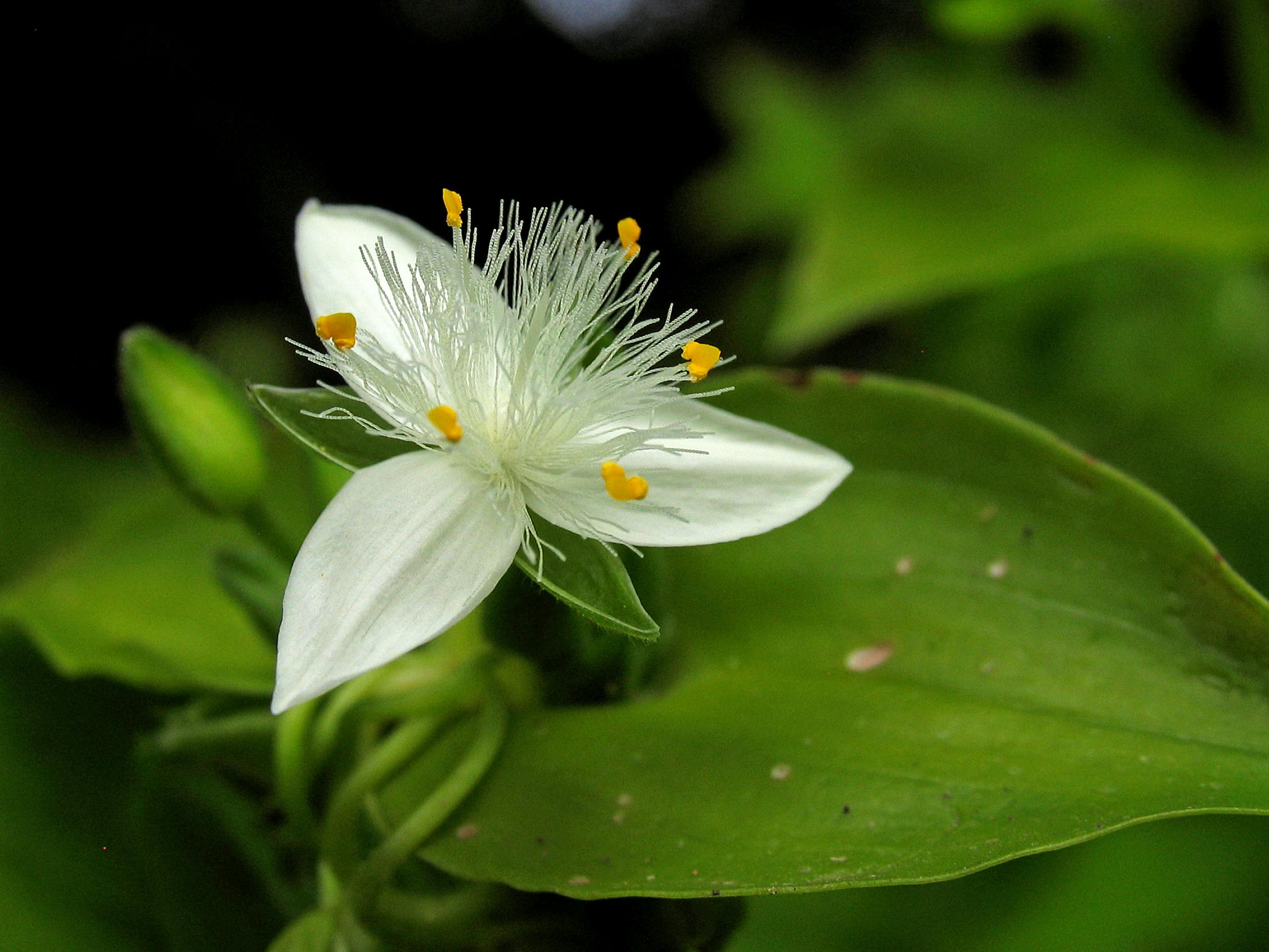 Trad Tradescantia Fluminensis