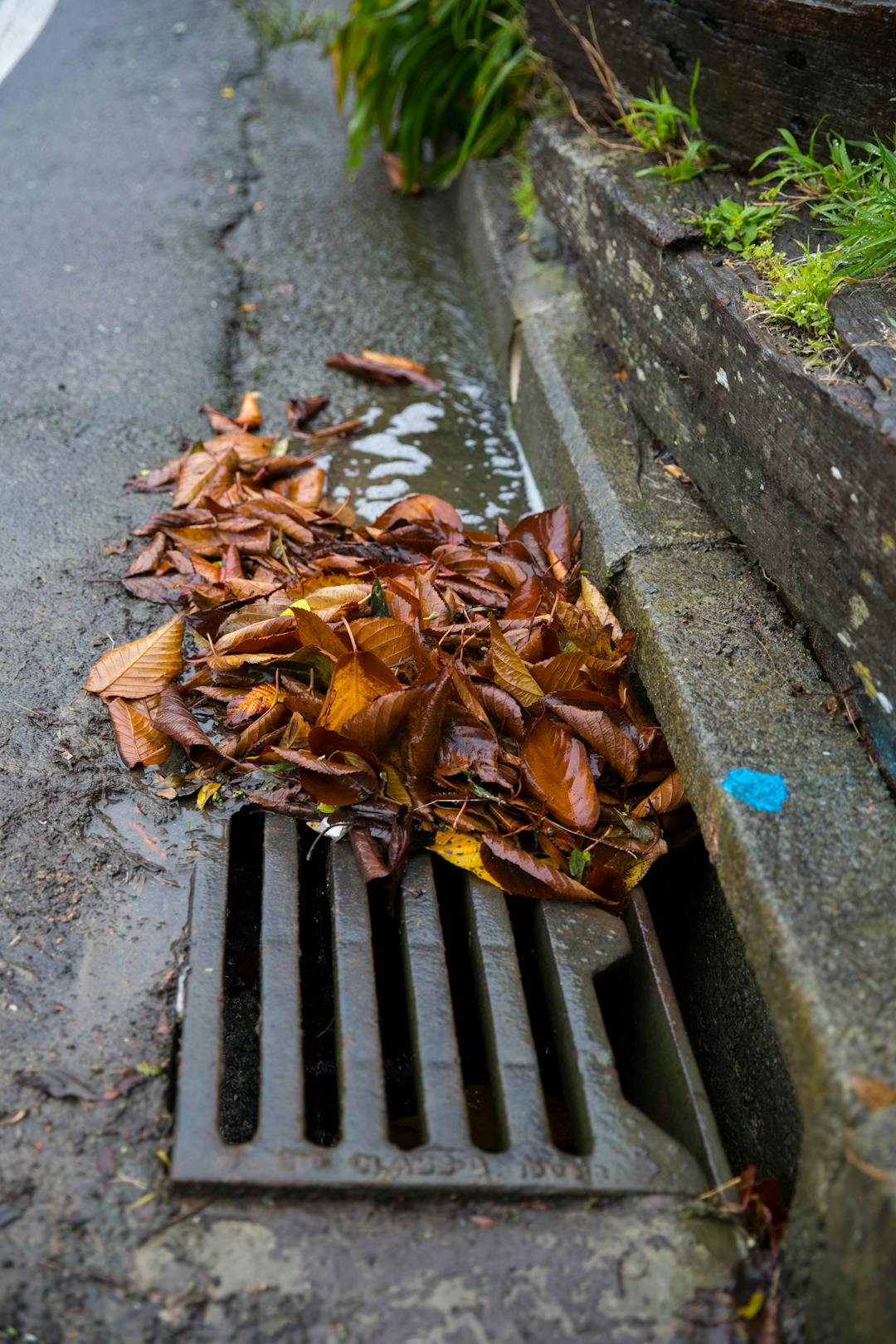 Leaves blocking stormwater drain
