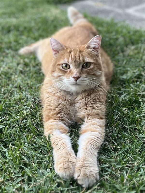 Patrick sitting on the lawn Lion King Style