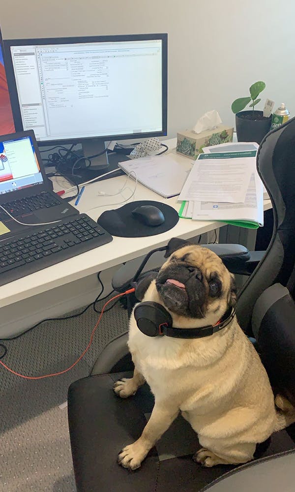 Ruff day at the office!