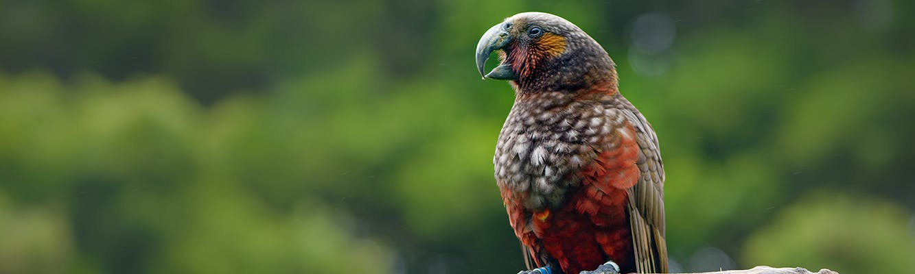Image of a kaka on a branch