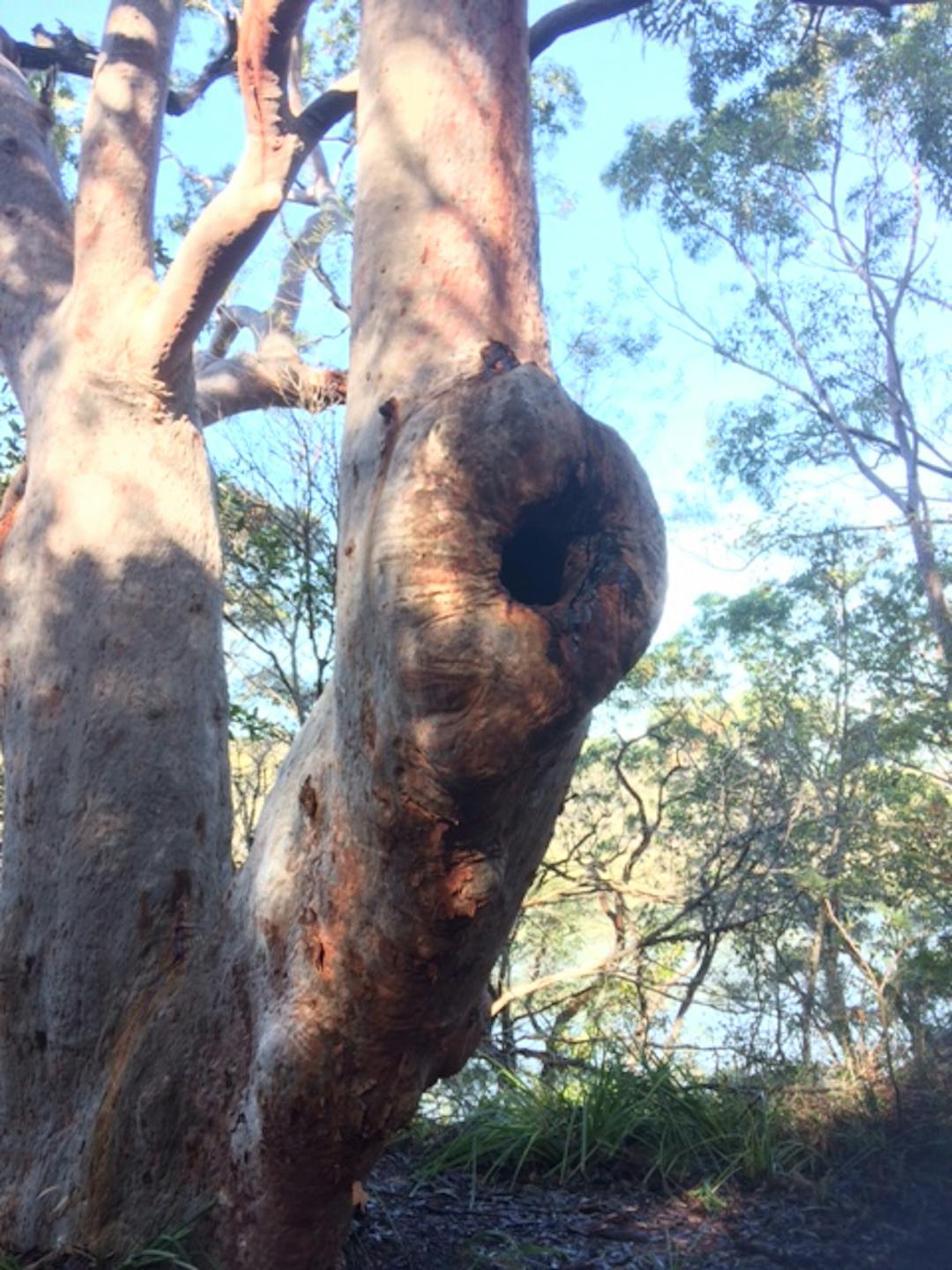 Majestic Angophora costata with hollow