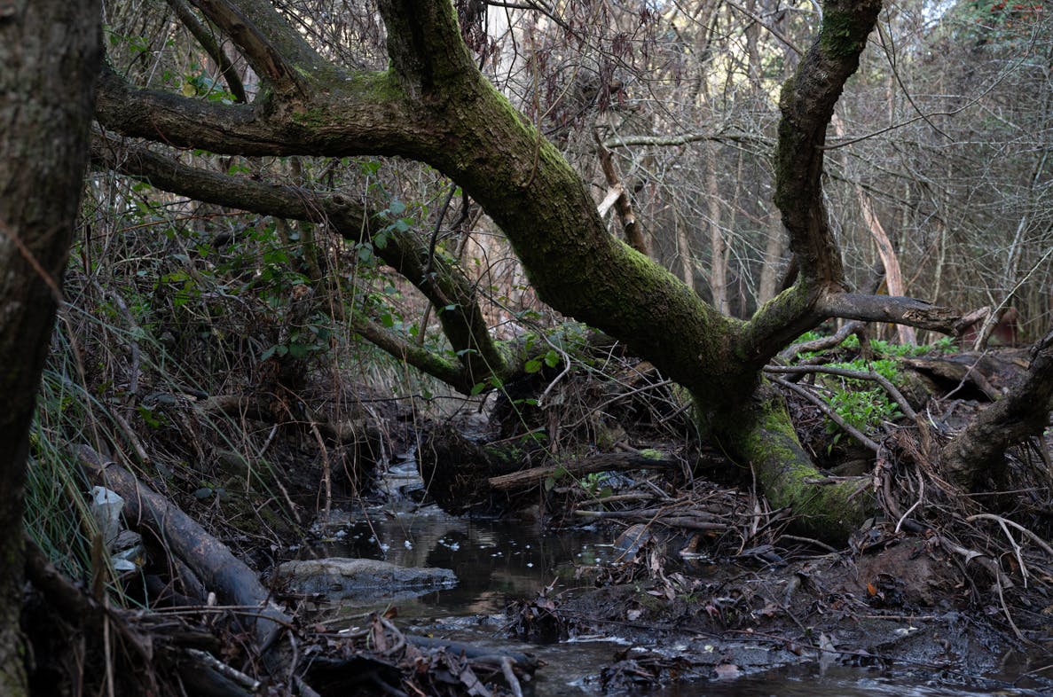 Crack willow in Sandy Bay Rivulet