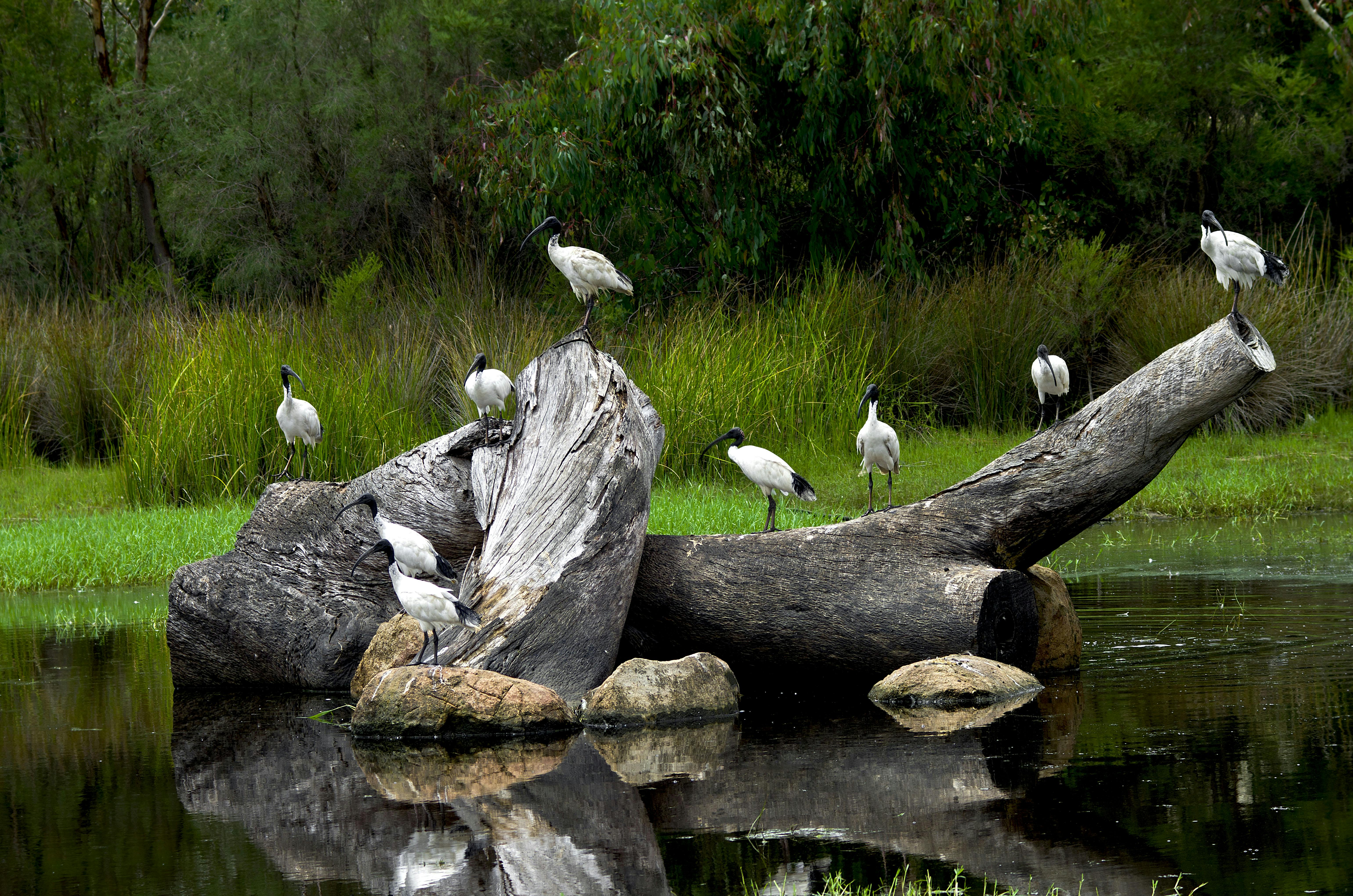 Life In The Burbs Canning River - Photograph submitted by Philip Unsworth, member of Canning's Workshop Camera Club