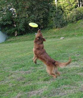 Disc 20dog 209 2008 Via Google