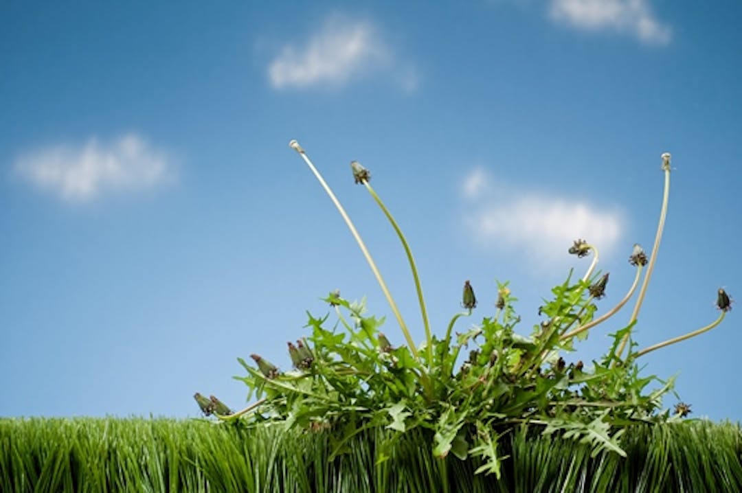 Weed and pest management