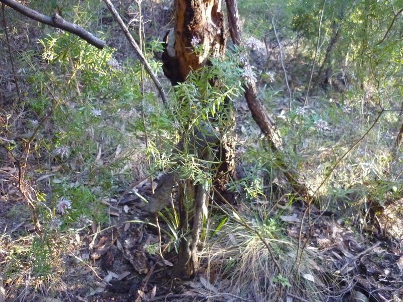 Grevillea buxifolia ssp. phylicoides, locally significant Grevillea - Batman Reserve bushland area