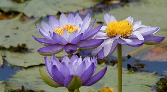 Water Lillies