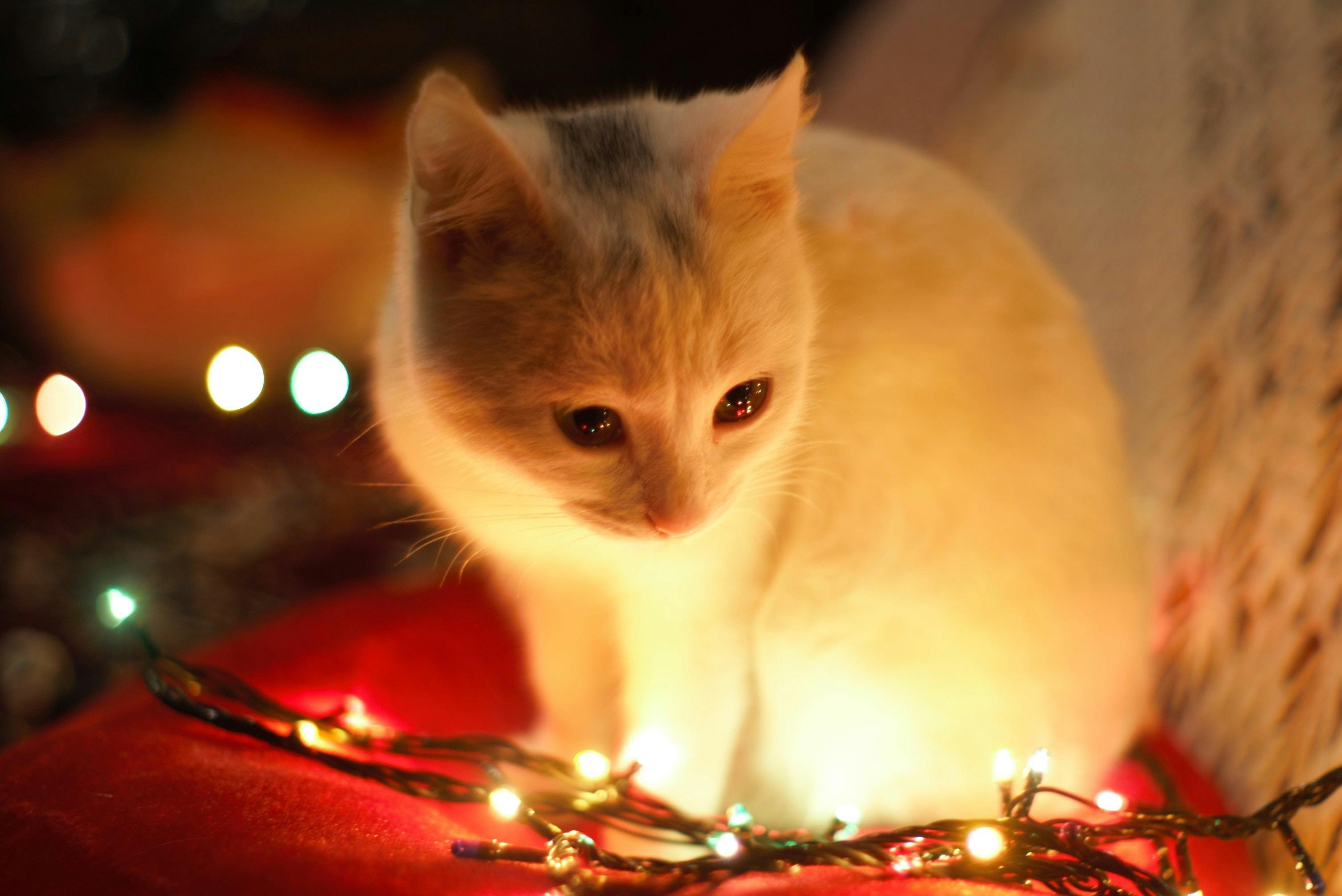 Christmas kitten with lights.jpg