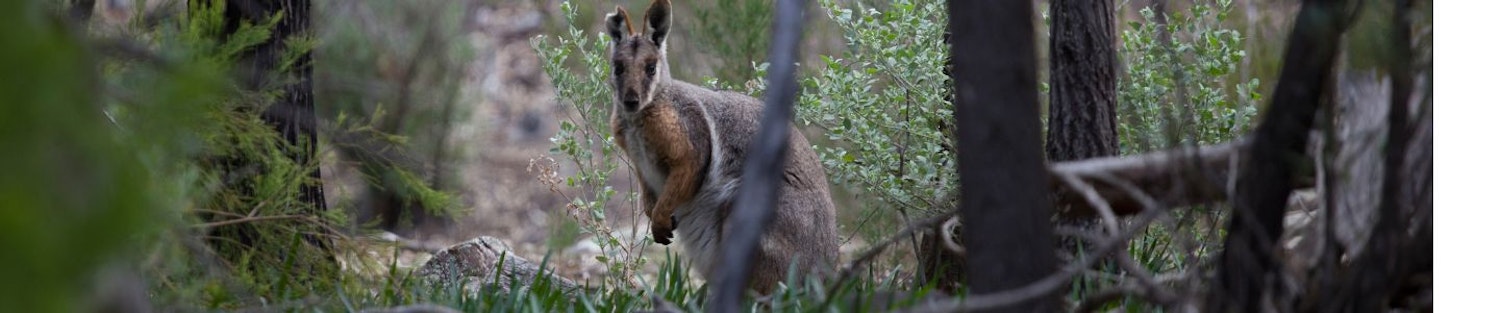 A rock wallaby in a bushland setting with logs and trees surrounding it