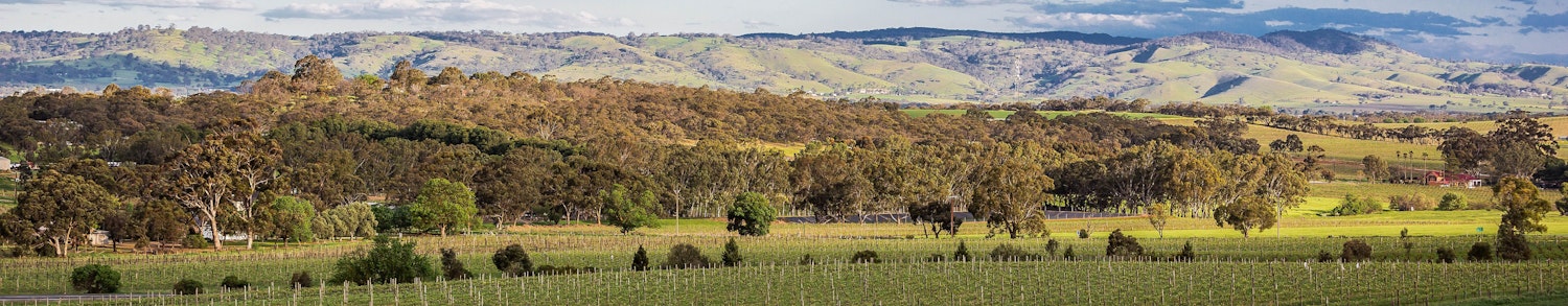 View of vineyards in the Barossa Valley