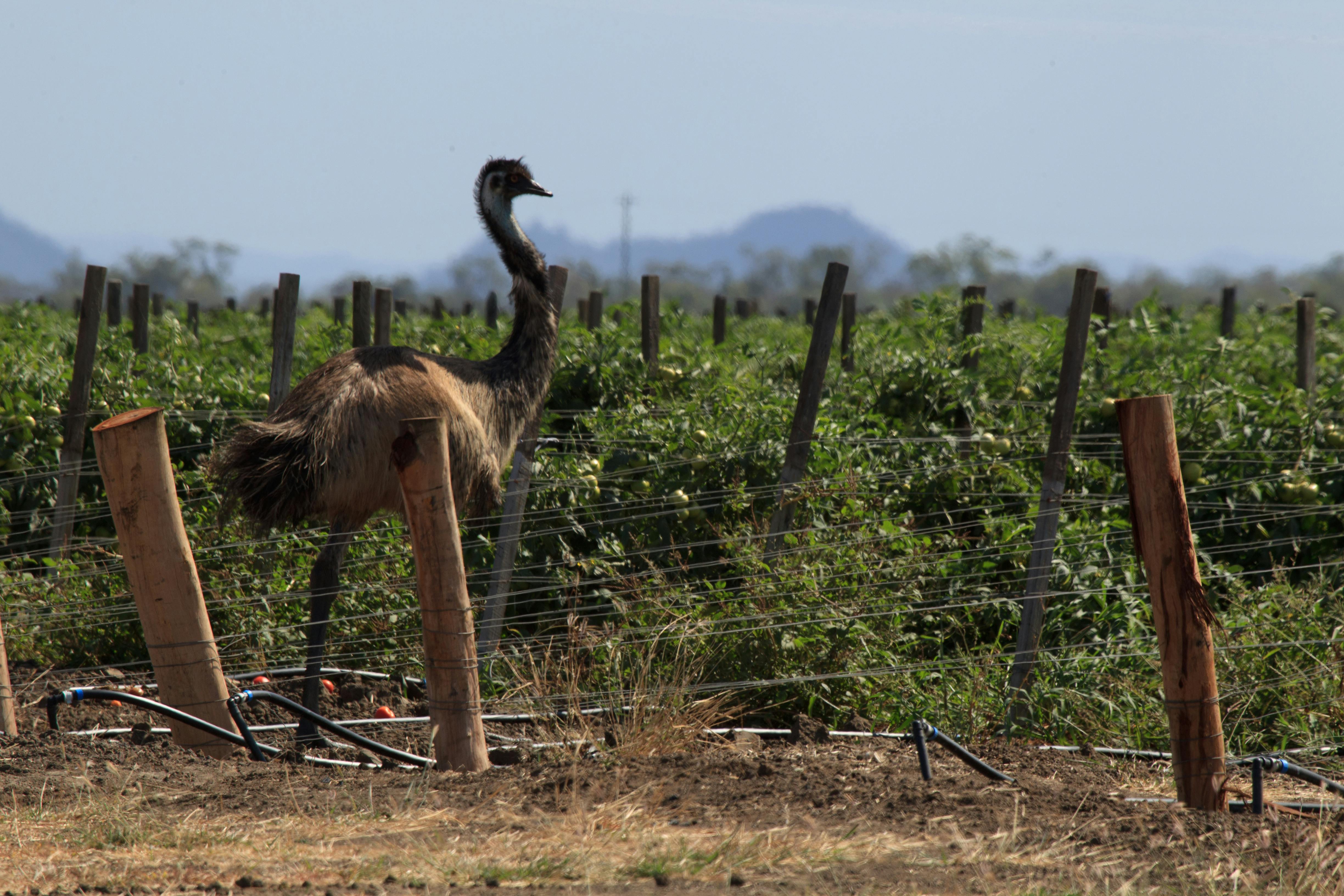 Horticulture Emu