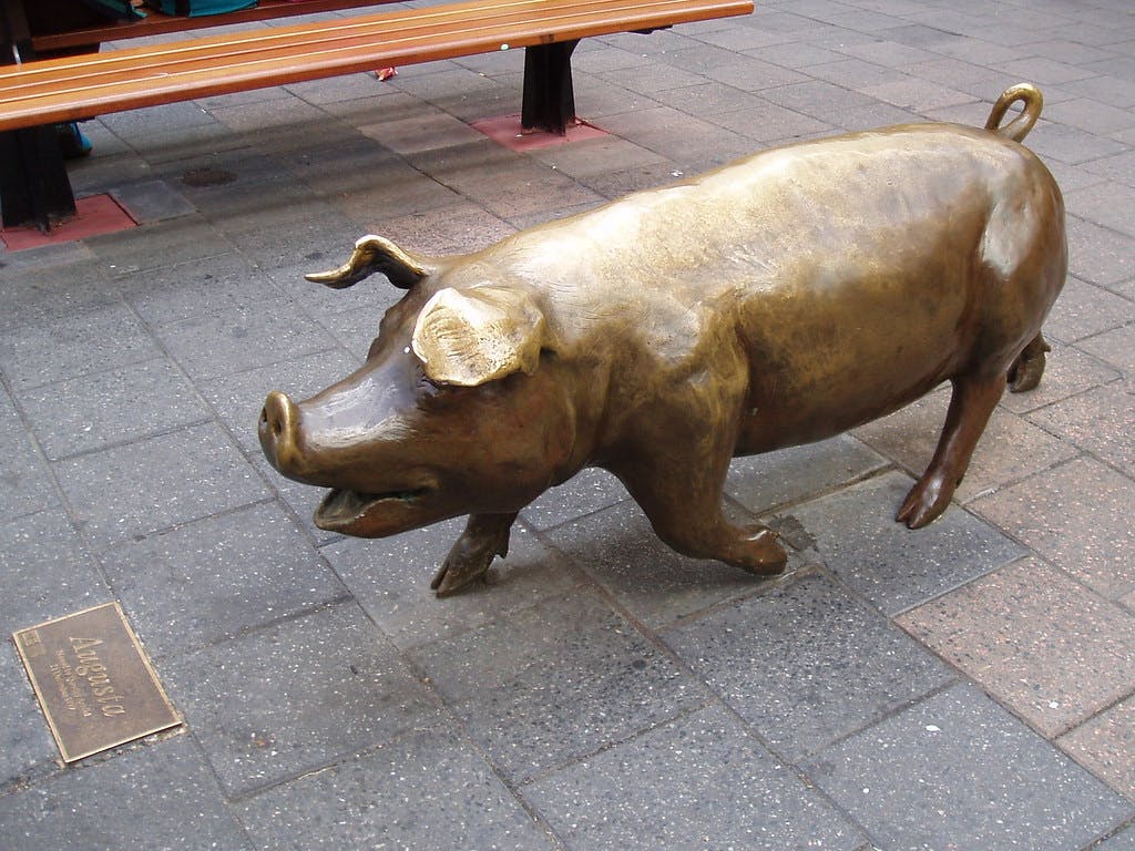 adelaide pigs