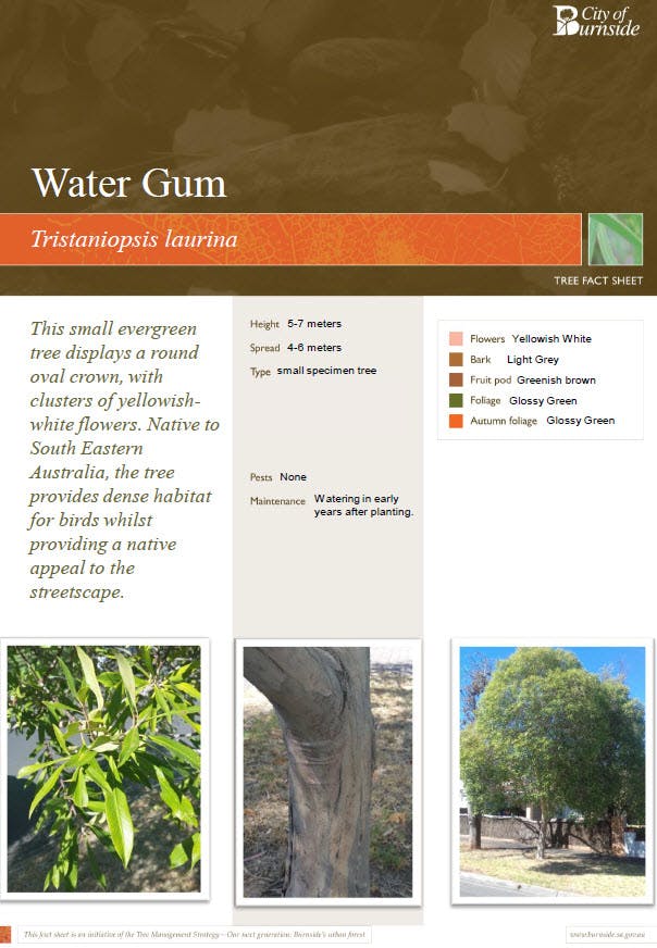 Water Gum