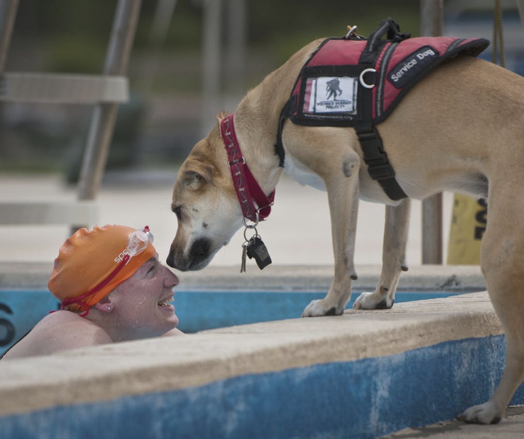 A dog wearing a guide dog harness is standing on the side of a swimming pool touching noses with their owner in the pool