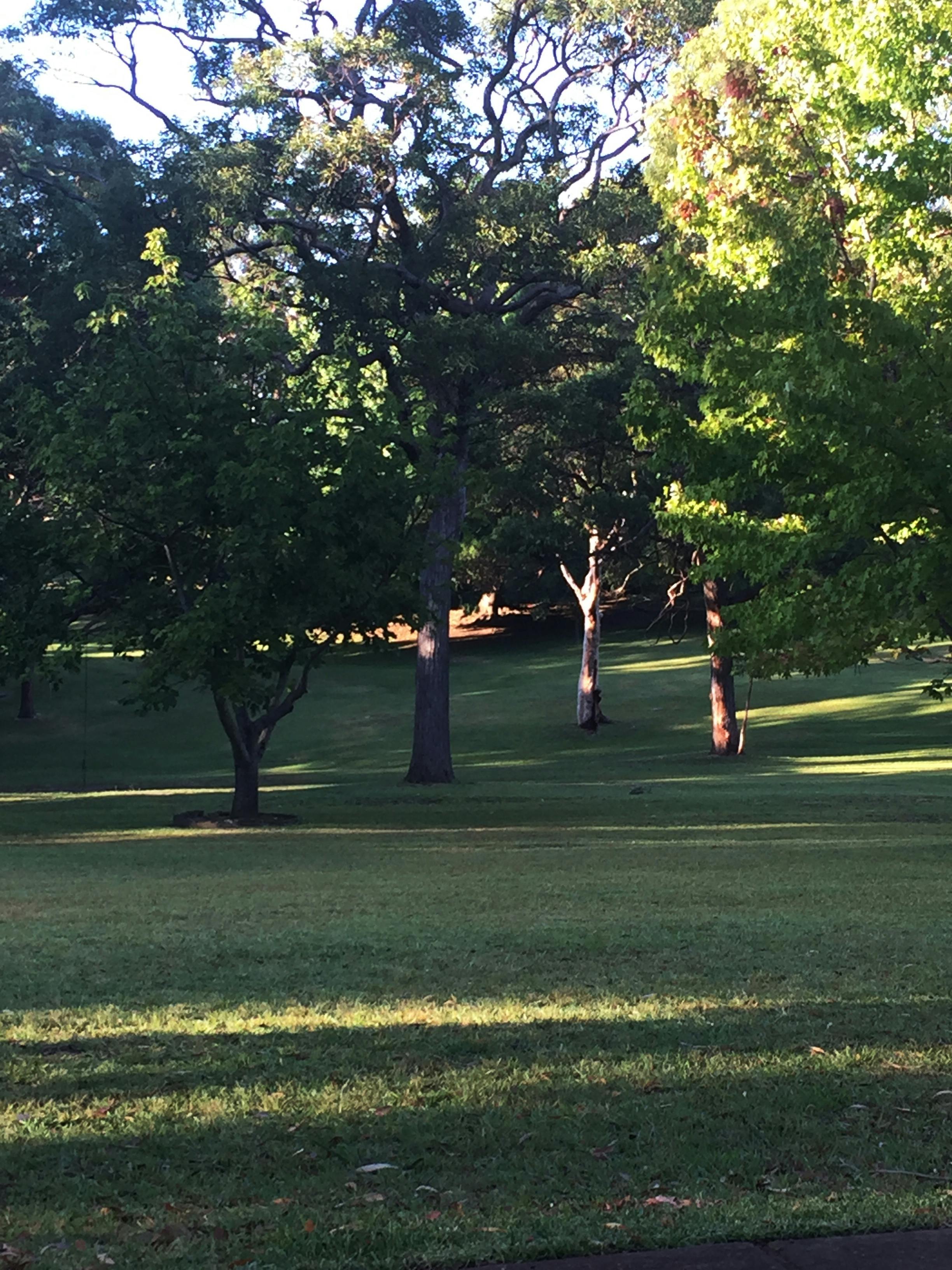 Early morning at Buttenshaw Park, Springwood, March 2016