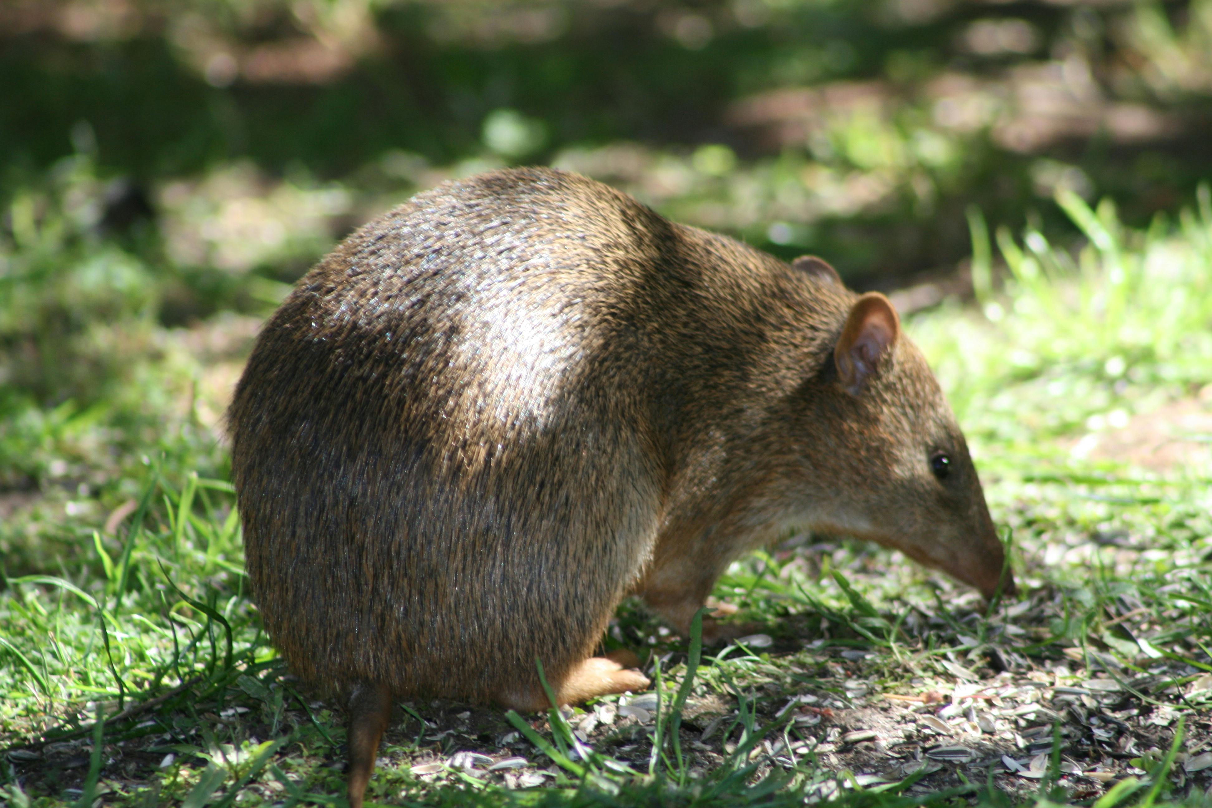 Bandicoot IMG_3211.JPG