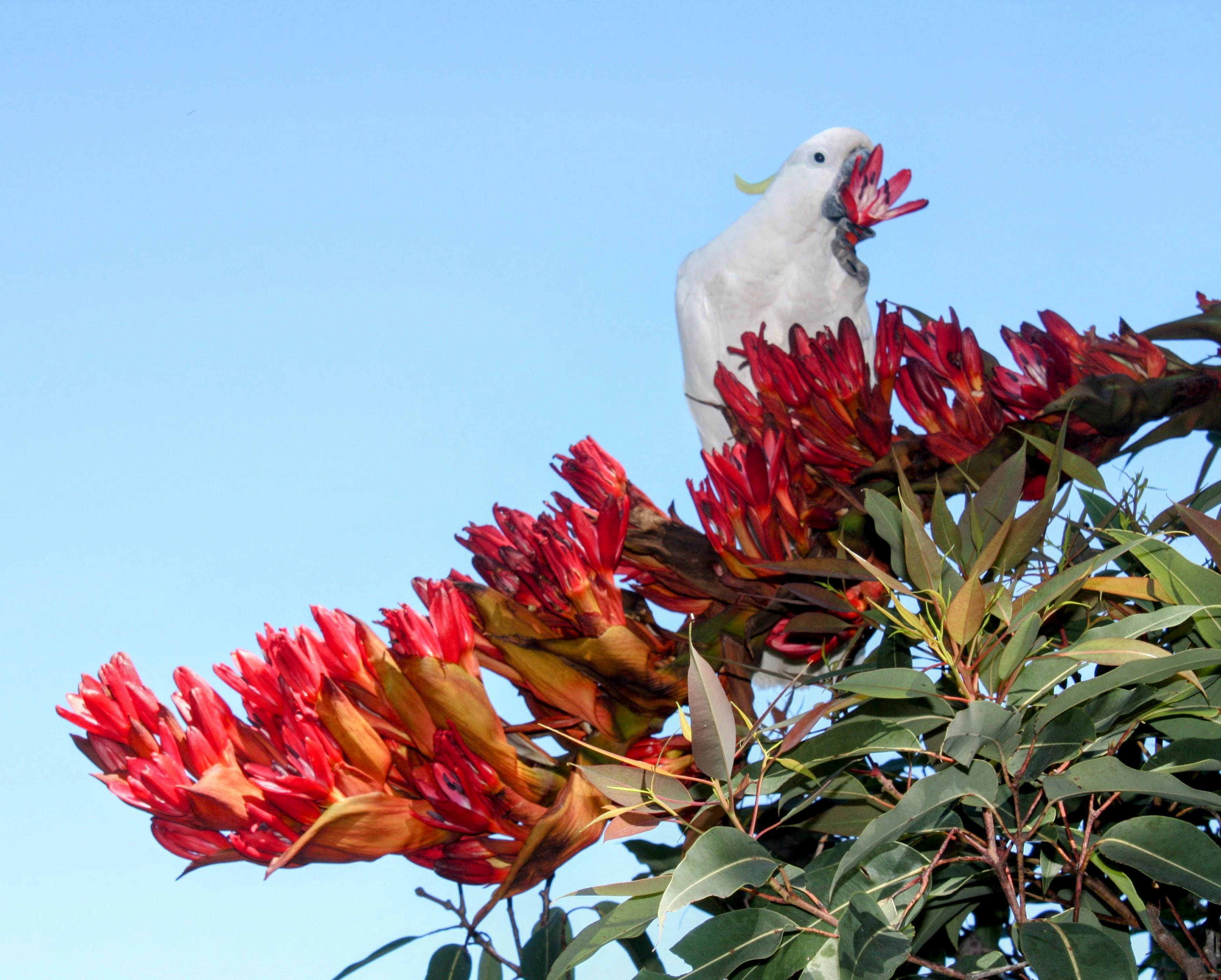 Sukaina Al-Ratrout- Wildlife.jpeg