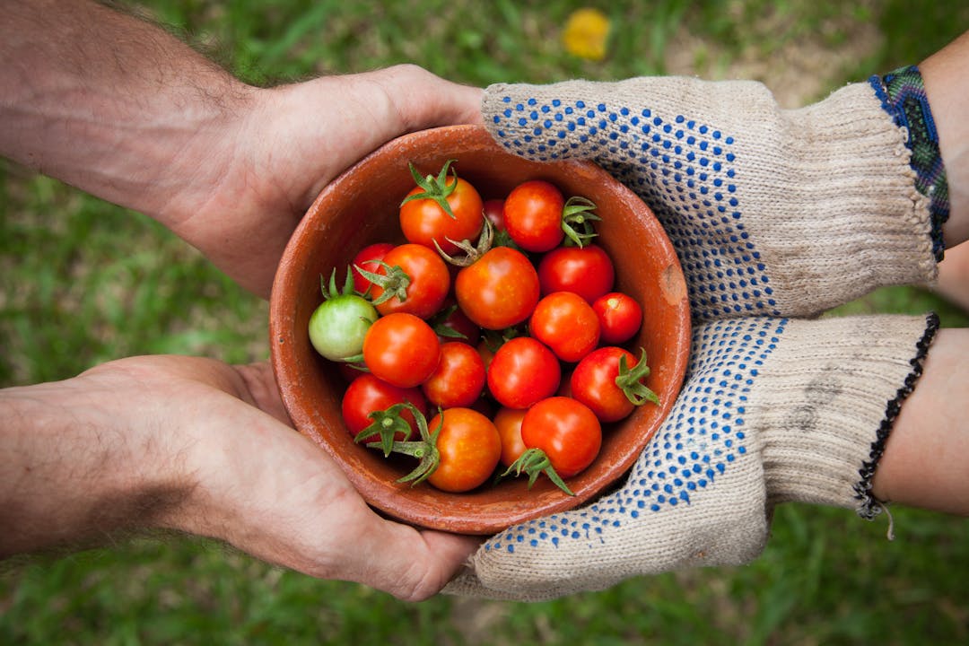 two pairs of hands holding a bowl of freshly picked cherry tomatoes