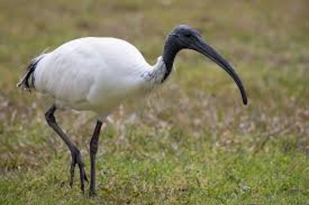 Australian White Ibis