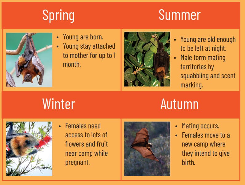 Flying-foxes through the seasons