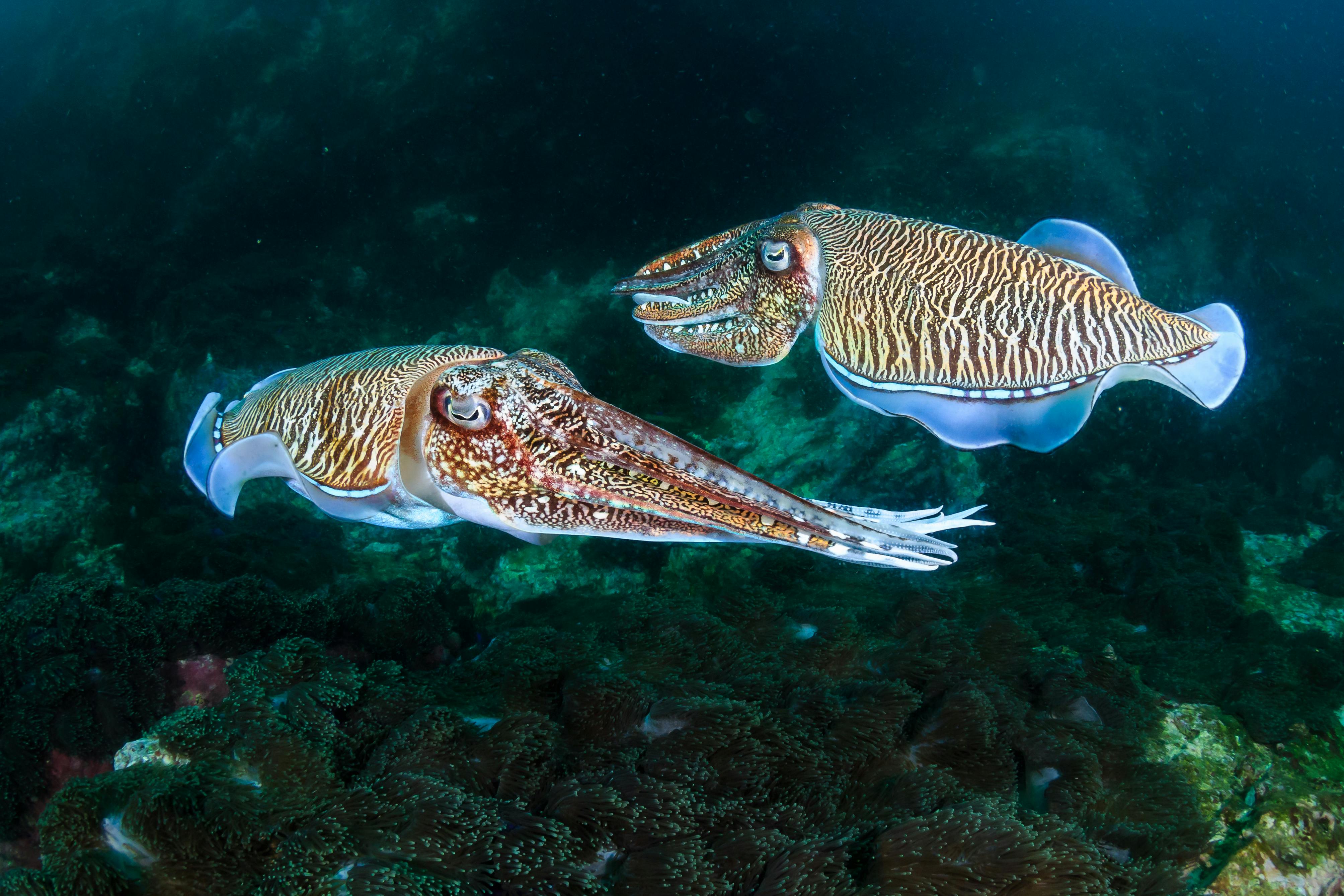 Pair of Cuttlefish on the coral reef